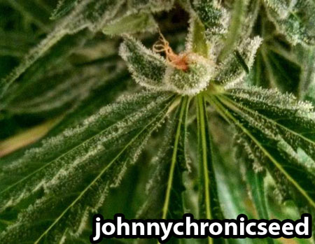 Cannabis flower growing from a leaf in an unusual place - this one is absolutely covered in glittery trichomes