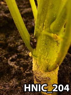 Sap oozing out of cannabis stem