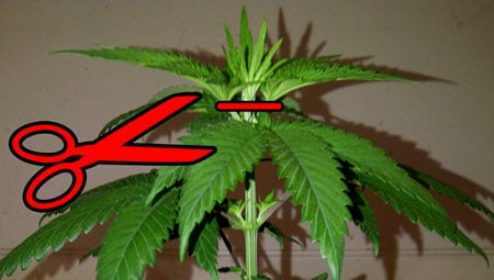 A regular healthy young cannabis plant with a growth tip on top