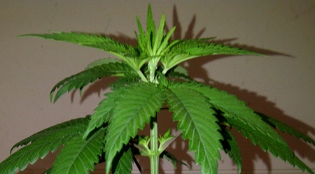 A regular healthy young cannabis plant with a growth tip on top