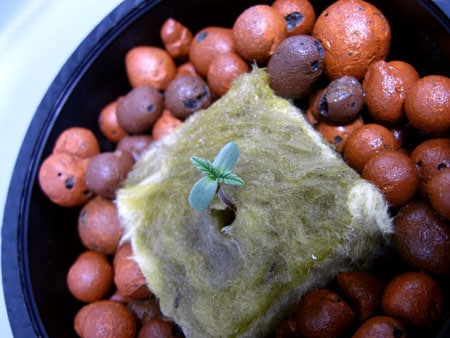 Tiny marijuana seedling just sprouted from rockwool in a hydroponic setup