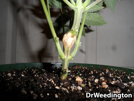 A close-up of the knuckle that formed after this plant suffered a major wound (stem was almost completely separated, then taped back up)