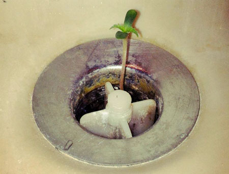 Cannabis seedling growing from a sink drain