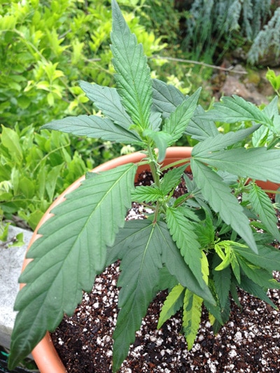 Monster cropped plants look weird!