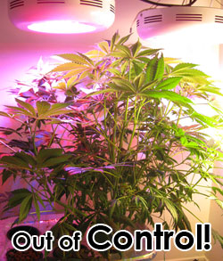 What have I wrought?!