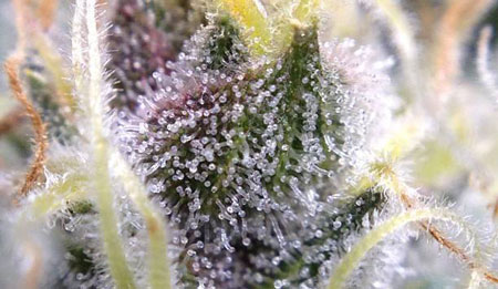 Purple trichomes close-up