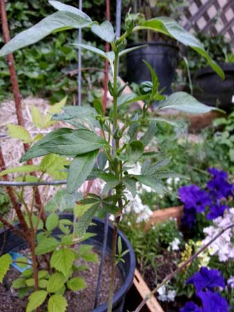 This plant has been "revegged" or "monstercropped", which basically means it was flowering then put back into the vegetative stage again.