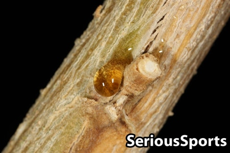 Sap seeping from the stem of a cannabis plant is somewhat more common than seeing sap on the buds