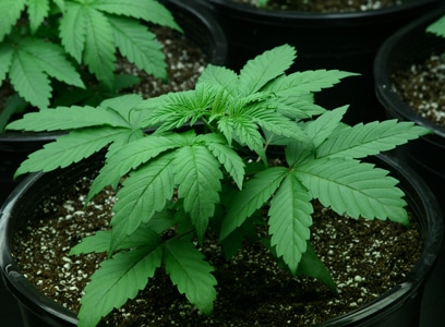 Cannabis plant growing single leaves