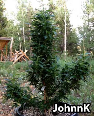 Plant grows with single-finger leaves