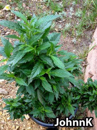 Cannabis Plant grows with one-finger leaves