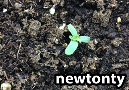 Tri-leaf cannabis seedling - this is a relatively common mutation and you should treat the seedling like any other cannabis seedling