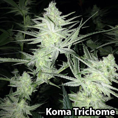 Trichomes are covering literally this entire cola and all the leaves - Grown by amazing grower Koma Trichome
