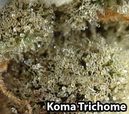 Incredible trichome closeup picture - thanks to amazing grower Koma Trichome
