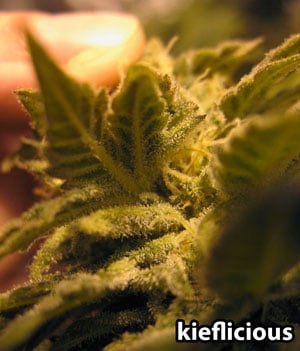 Trichomes are everywhere on this Afghan plant, even under the leaves