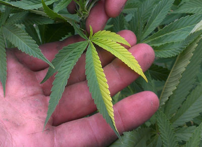 Two-tone cannabis leaf - natural mutation