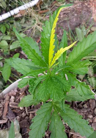 Example of a two-tone marijuana leaf - a common mutation
