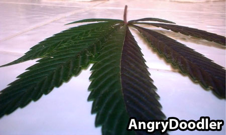 A second view of that purple-green cannabis split - 2-toned leaf randomly appeared on outdoor cannabis plant, no other leaves were affected