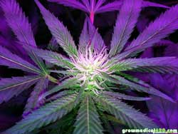 Led cannabis grow journal