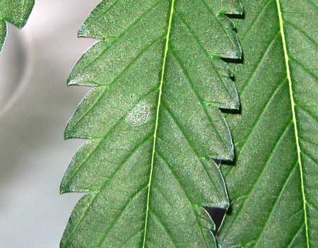 WPM up close - a closeup of a spot of white powdery mold on a cannabis leaf