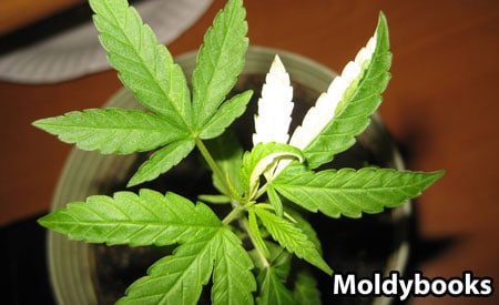 A second view of the cannabis plant with the yellow-green leaf split