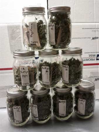 Final harvest in jars - about 5 ounces of premium bud, plus lots of popcorn buds and trim to make edibles with
