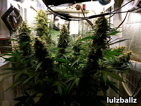 Blue Cheese cannabis plants can produce great yields