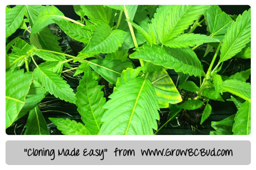 Cannabis Cloing made easy - This "How to Clone Marijuana" Tutorial is Brought to You by GrowBCBud.com