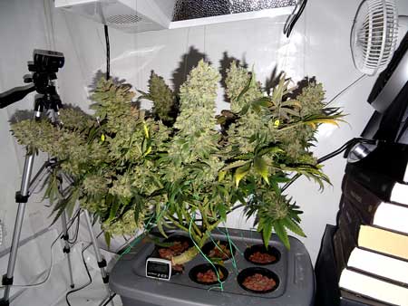 A photoperiod cannabis plant grown in a hydroponic DWC setup - click here to see the full grow journal!