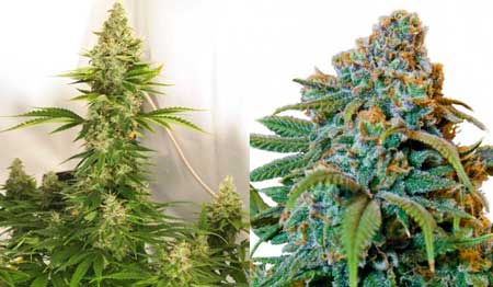 Example of Liberty Haze plants