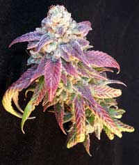 Pink Bubba cannabis bud smells so sweet!