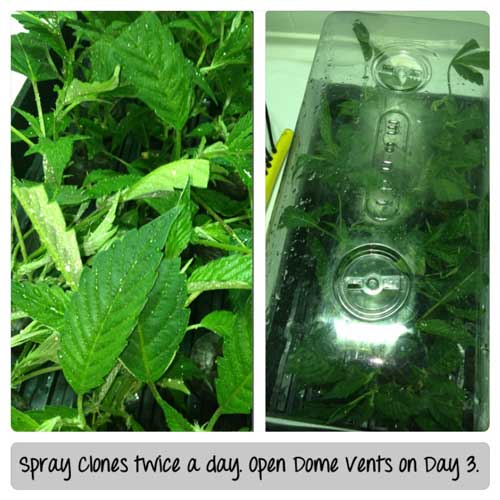 Spray cannabis clones twice a day. Open dome vents on Day 3. Click picture for closeup!