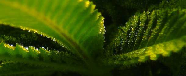 What makes a cannabis plant smell the way it does? The answer is terpenes and terpenoids
