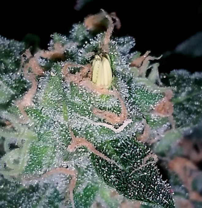 What Causes Bananas Nanners On Cannabis Buds Grow Weed Easy.