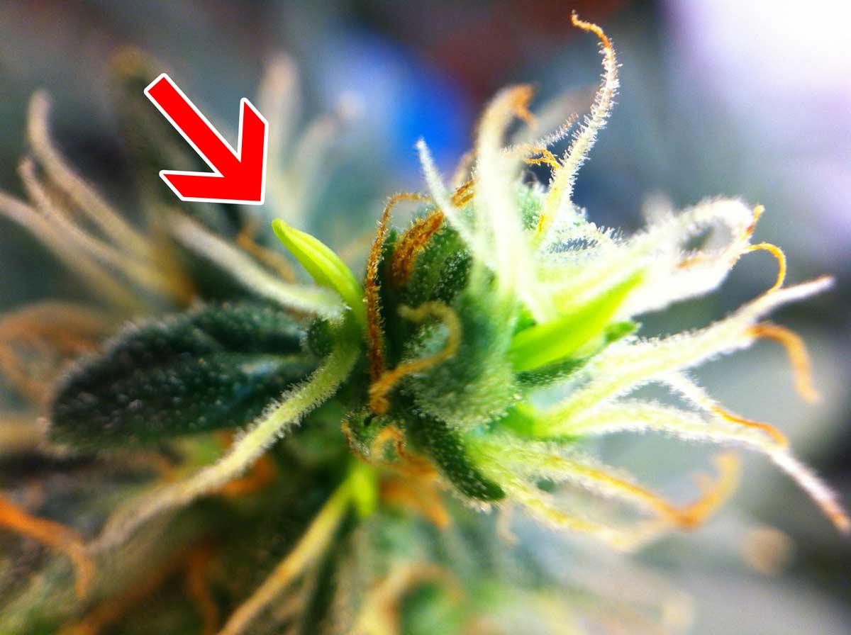 What Causes Bananas Nanners On Cannabis Buds Grow Weed Easy.