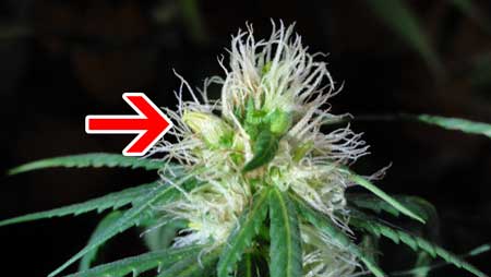 An example of a male hermie banana growing on a (mostly) female marijuana plant in the flowering stage. Cannabis herming is often the result of light stress, heat stress, uneven light schedules, or light leaks during the dark period.