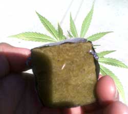 marijuana cannabis cloning clones clone temperature roots grow guide cubes root step rockwool growing plant weed growweedeasy tutorial slightly