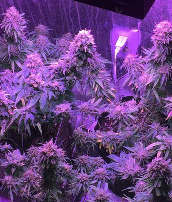 Example of a marijuana flowering harvest - plants were grown under 600W ViparSpectra LED grow light