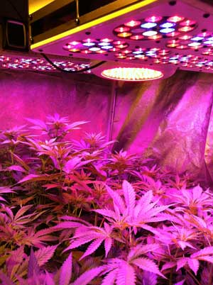 Advance Spectrum LED grow lights in action - cannabis plants in the vegetative stage
