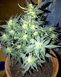 Auto-flowering marijuana strains tend to stay very small
