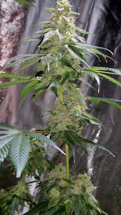 Example of a cannabis cola that was grown under a 600W ViparSpectra LED grow light