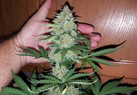 Cannabis led grow guide