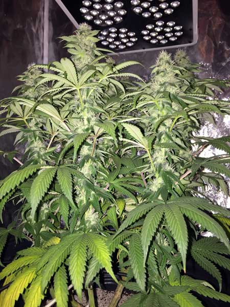 Growing marijuana led grow lights