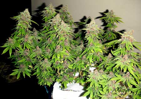 Gorgeous auto-flowering marijuana buds