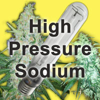 High Pressure Sodium Grow Lights (HPS) are the golden standard for growing marijuana