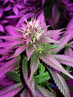 Cannabis bud under Kind K3 L450 LED grow light