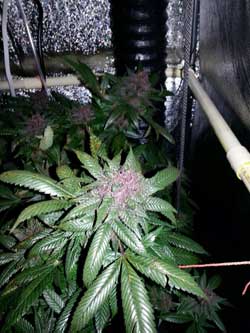 Purple marijuana buds growing under the Kind K3 L450 LED grow light