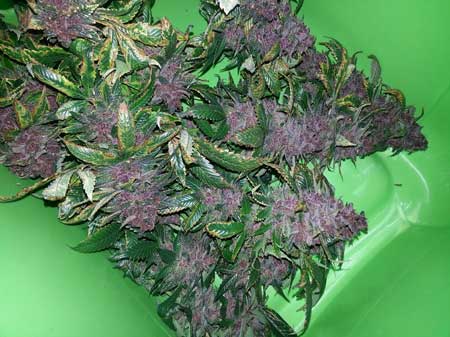 Newly harvested purple buds from cannabis plant grown under the Kind K3 L250 LED grow light
