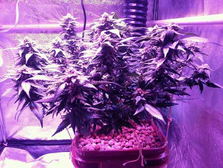 Grow light for marijuana seedlings