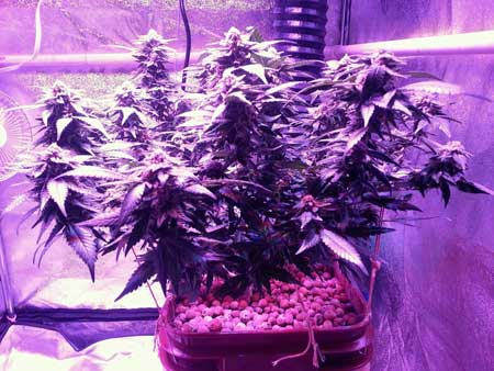 Marijuana plant growing under the Kind K3 L450 LED grow light